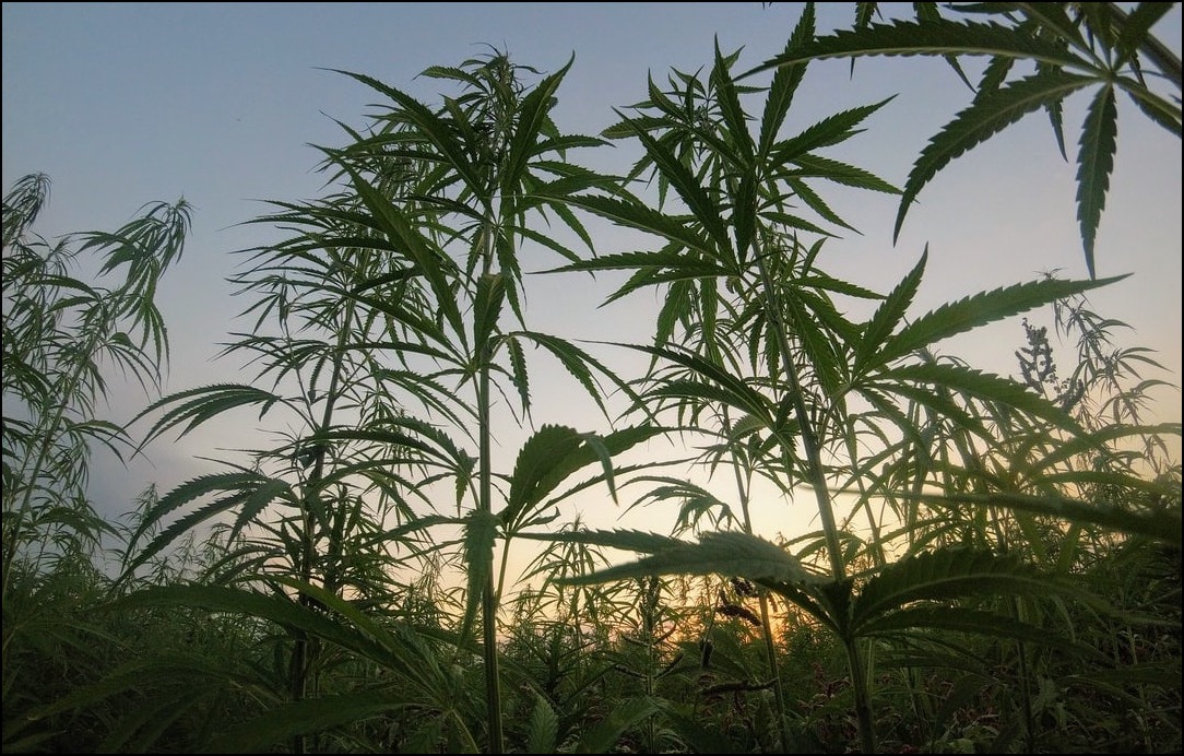 California-Cannabis-law